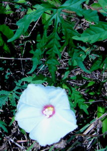 The small Alamo Vine, Merremia dissecta, has the right coloring but does not have edible parts. Photo by Green Deane