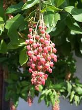 strawberry tree fruit