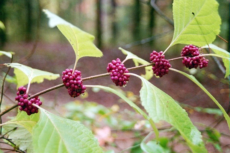 Are Beauty Berries Poisonous 