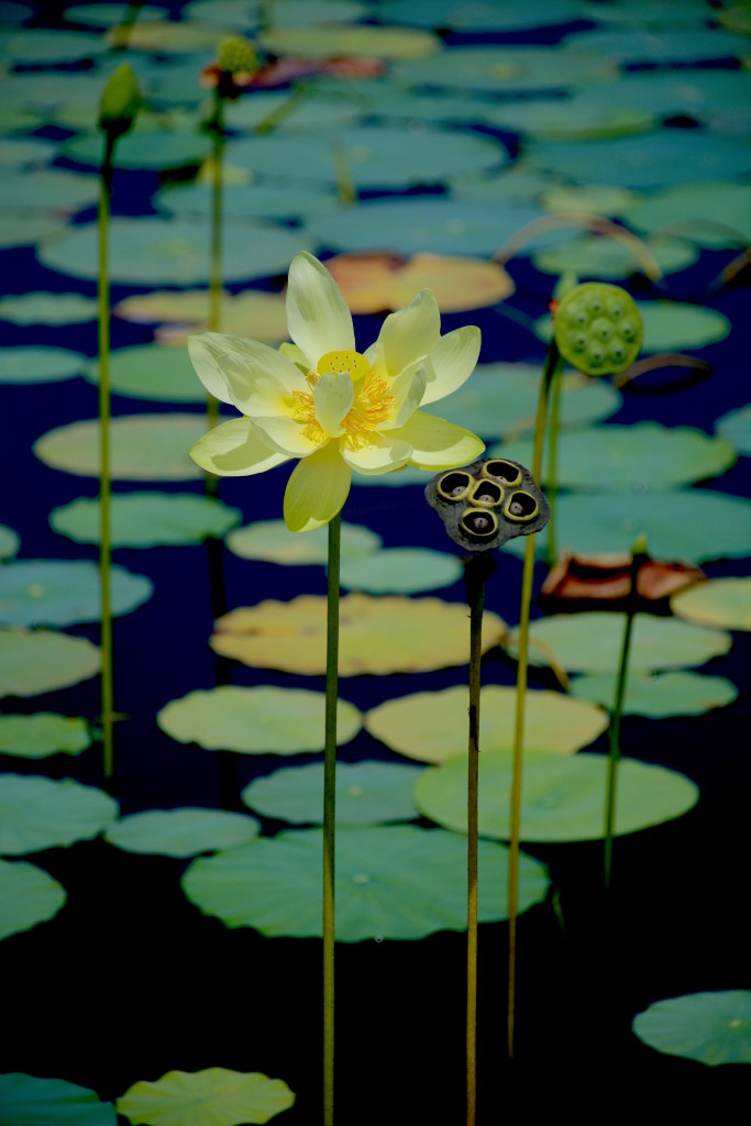 American Lotus: Worth Getting Wet For - Eat The Weeds and other ...