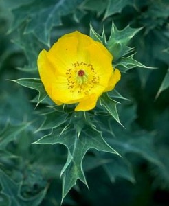 The Toxic Mexican Poppy