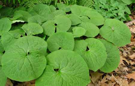 Wild Ginger grows in colonies.