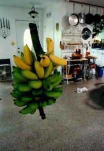 Bananas ripening as Oliver Whitecat supervises.