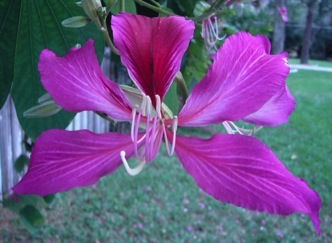 Bauhinia