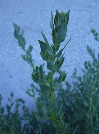 Beach Orach Crested Salt Bush