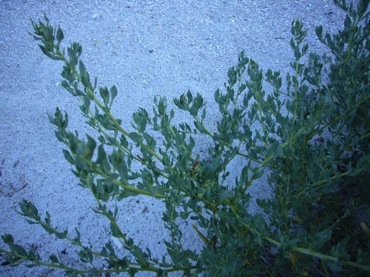 Beach Orach Crested Salt Bush