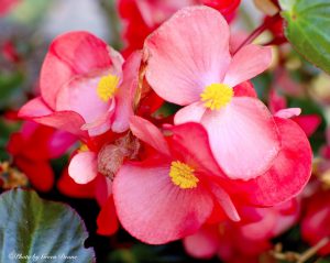 The flavor of Begonia blossoms and leaves changes with their color. Photo by Green Deane