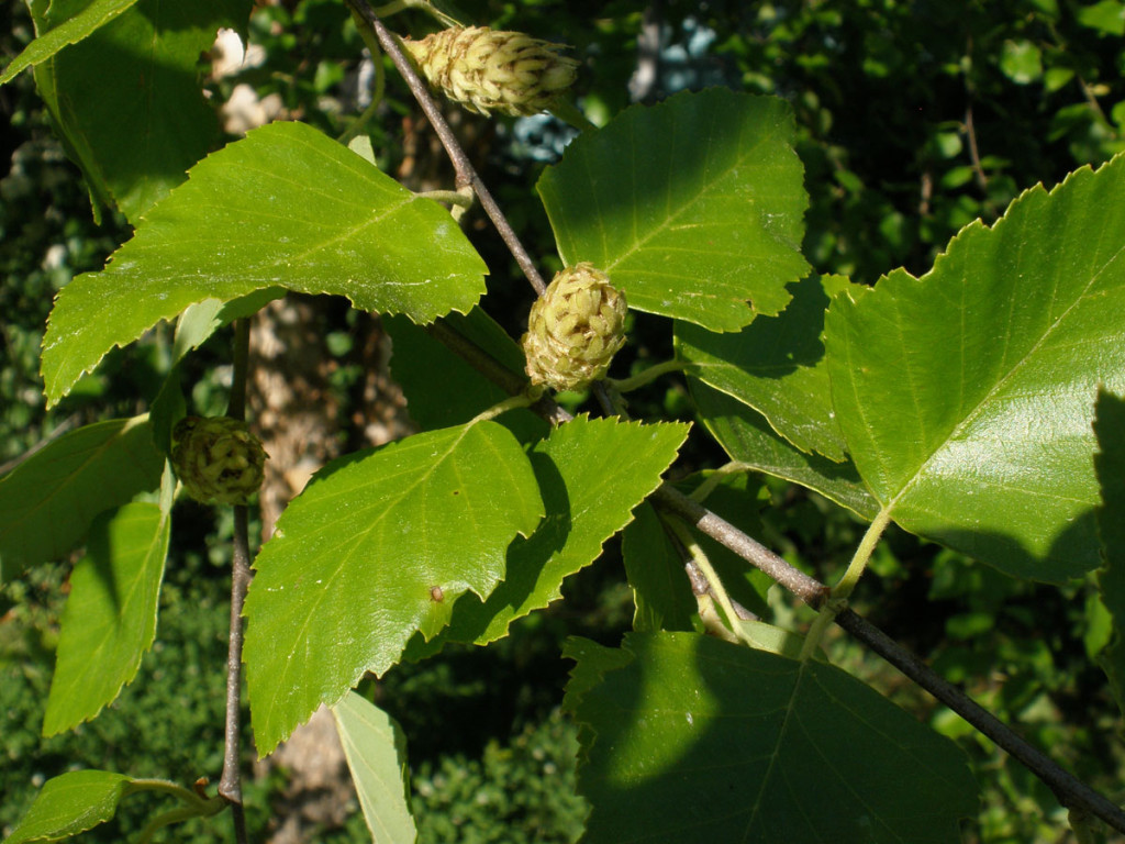 River birch tree fruit