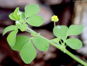 Black Medic, a doppelgänger for Hop Clover. Photo by Green Deane