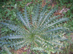 Bull Thistle Basal Rosette