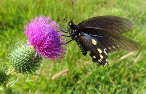 A butterfly foraging for nectar. Photo by Green Deane