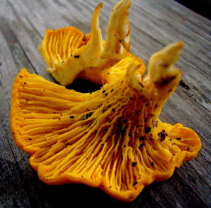 Chanterelles are fairly easy mushrooms to identify. Photo by Green Deane