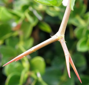 Natal Plums have double sets of thorns. 