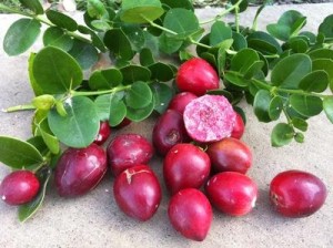 Natal Plums are not plums