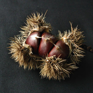 Chestnuts, not flat and round side.