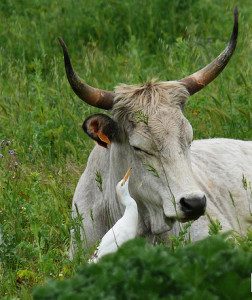 Cattle Egret, photo by Systema Naturae