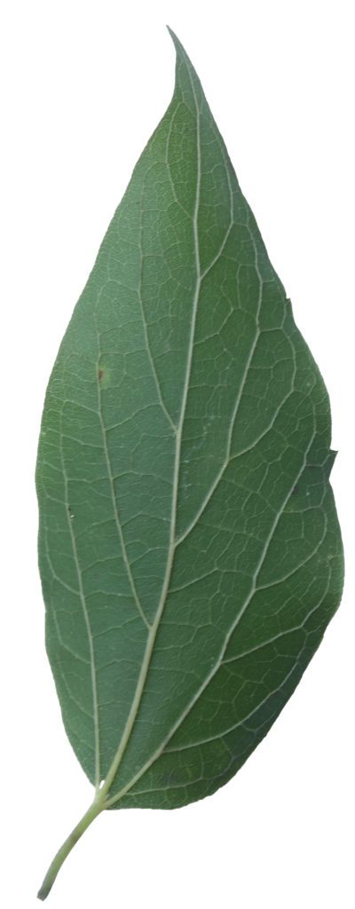 Note the uneven leaf shoulders and three main veins at the base of the leaf. 