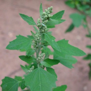 Pigweed, Quinoa's kin