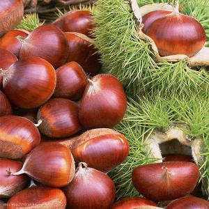 Edible Chestnuts, note flat side, pointed bottom