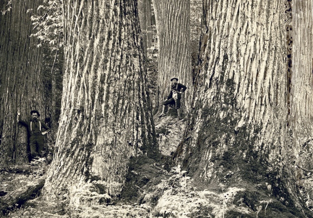 Before the fall: American chestnuts in the Great Smokey Mountains of North Carolina in 1910.