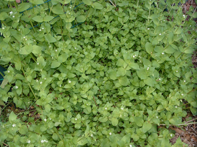 Here today gone tomorrow chickweed