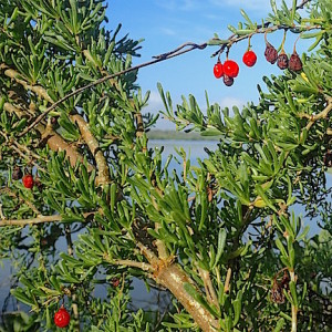 Finnding Christmasberries on Christmas is good foraging. Photo by Green Deane 