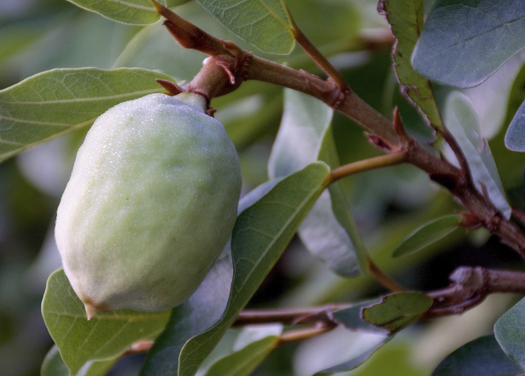 Climbing Fig Creeping Fig Eat The Weeds And Other | Free Nude Porn Photos