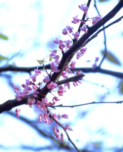 Redbud's leaves and pea pods are also edible. Photo by Green Deane