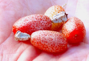 Sliverthorn fruit is very high in the anti-oxidant Lycopene. Photo by Green Deane