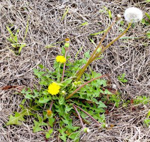 Nearly all of the Dandelion is useful in some way. Photo by Green Deane