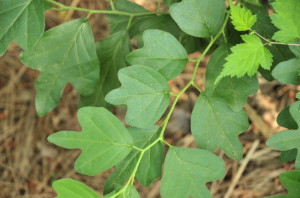 Leaf shape can vary from 3 lobs to none