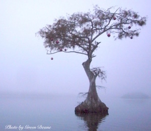 Christmas, Florida Cypress style, Photo by Green Deane