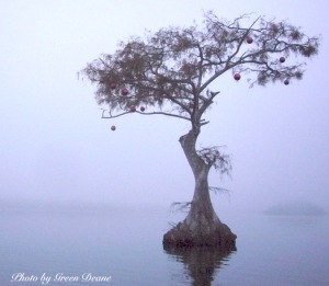 Christmas, Florida Cypress style, Photo by Green Deane