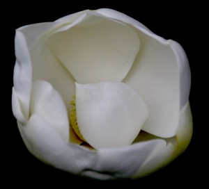 Do you know what to do with a Magnolia blossom? You would if you followed the Green Deane Forum.
