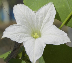 Ivy Gourd Plants are either female or male. Photo by Green Deane