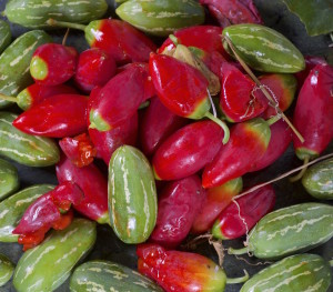 Ivy Gourd fruit are edible unripe, ripe, raw and cooked. 