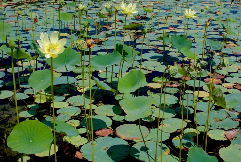 Yellow American Lotus can be very prolific covering an entire pond. Photo by Green Deane