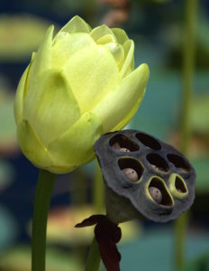 Blossoms stay open for two days. Photo by Green Deane