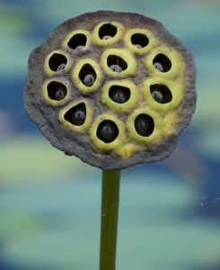 Shower-nozzel seed pod with seeds inside. Photo by Green Deane