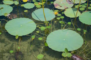 Lotus leaves are not split. Photo by Green Deane