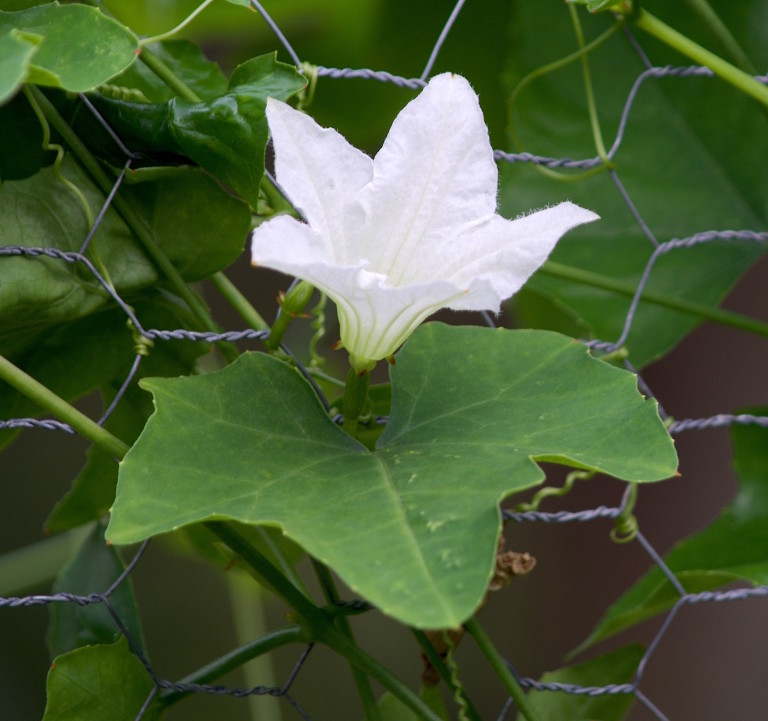 The Ivy Gourd, or Tindora, is beginning to blossom and fruit. Photo by Green Deane