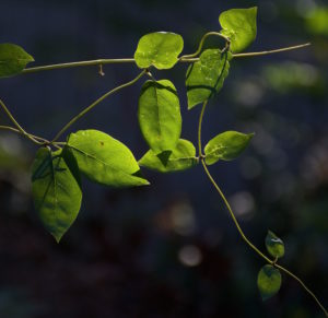 Do you know this edible? You would if you read the Green Deane Forum. 