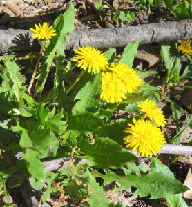 Nearly the entire Dandelion is edible. Photo by Green Deane. 