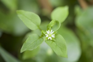 Chickweed's blossom has five deeply incised petals. Photo by Green Deane 