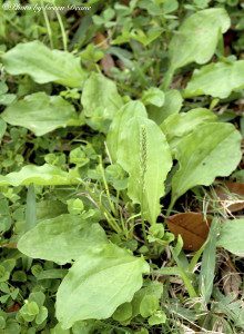 Plantago major. Photo by Green Deane