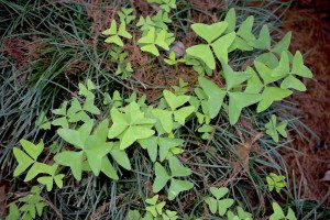 Oxalises like soil high in  magnesium. Photo by Green Deane