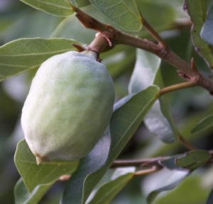 Creeping figs barely make it into the edible realm. 