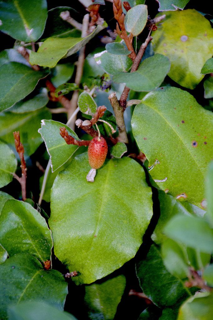 Even into northern areas of the south the Silverthorn fruits in February. Photo by Green Deane