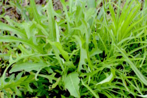 Grassleaf Lettuce is edible raw or cooked. Photo by Green Deane