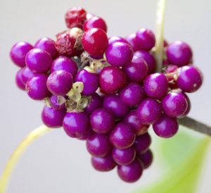 Beautyberries are not toxic to humans. Photo by Green Deane